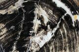 Petrified Wood Slice - Tom Miner Basin, Montana #104888-1